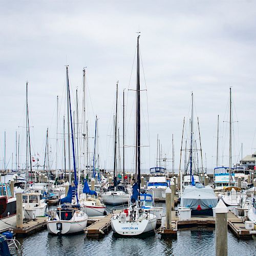 The image shows a marina filled with numerous sailboats and yachts moored at docks under a cloudy sky, with some buildings in the background.