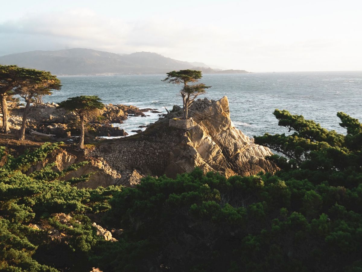 A coastal landscape with rocky cliffs, dense greenery, and a few prominent trees overlooking the ocean under a clear sky.