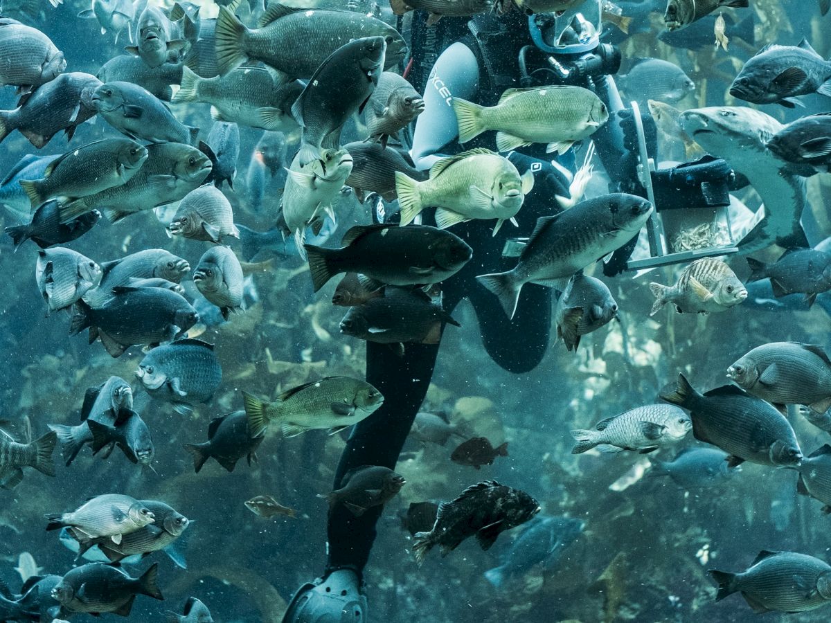 A diver is swimming underwater surrounded by a diverse group of fish in what appears to be an aquarium or marine habitat.