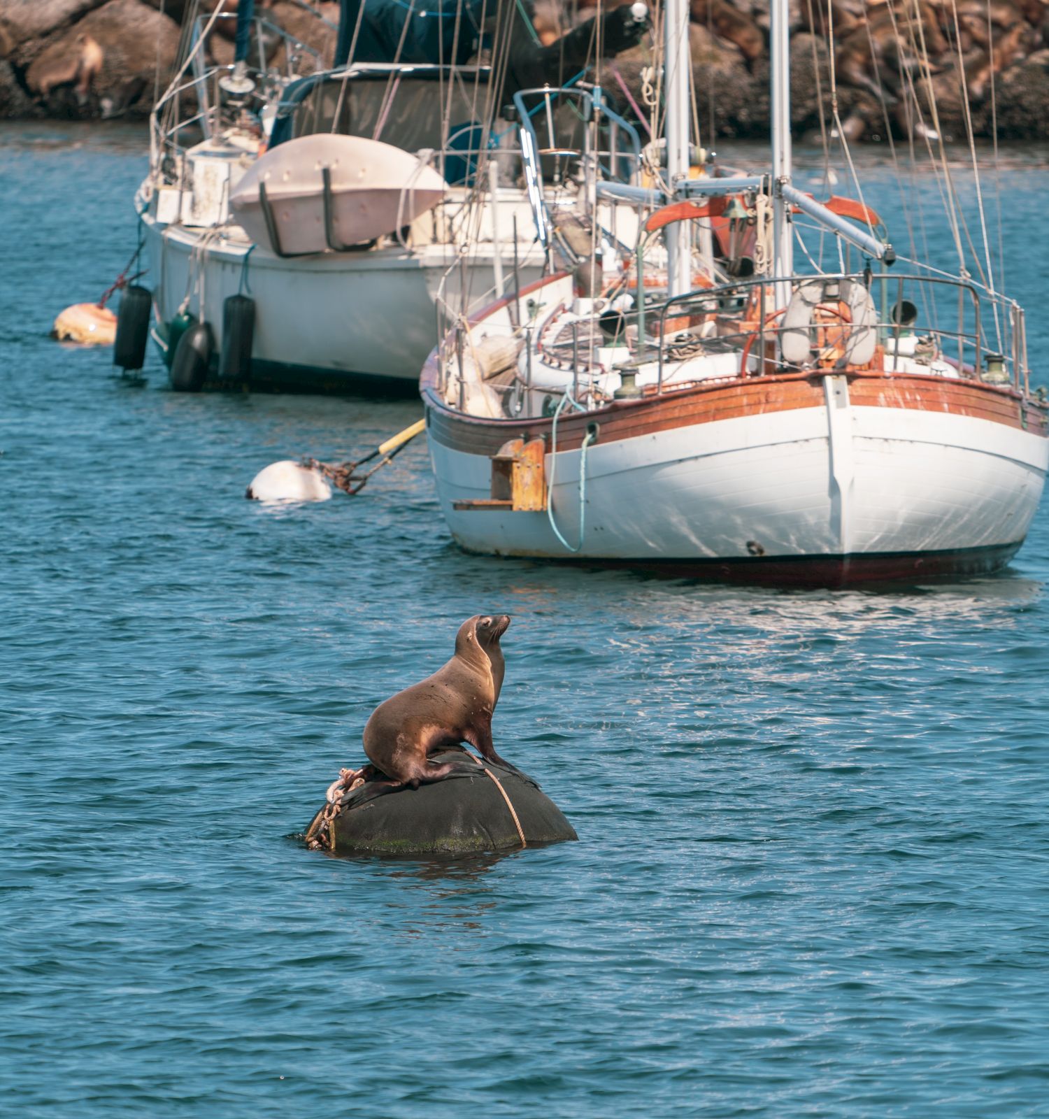 A sea lion sits on a buoy in a harbor with several sailboats in the background, all floating on calm water.